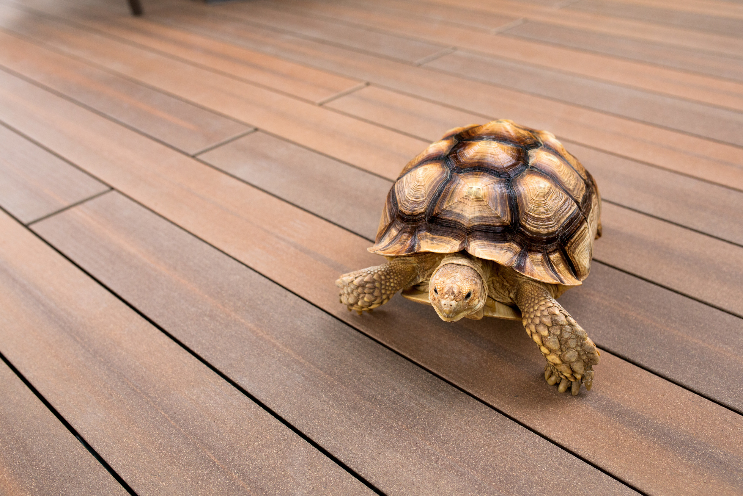 megawood WPC Terrassendielen Holz Disselnmeyer megawood WPC Terrassendielen Holz Disselnmeyer